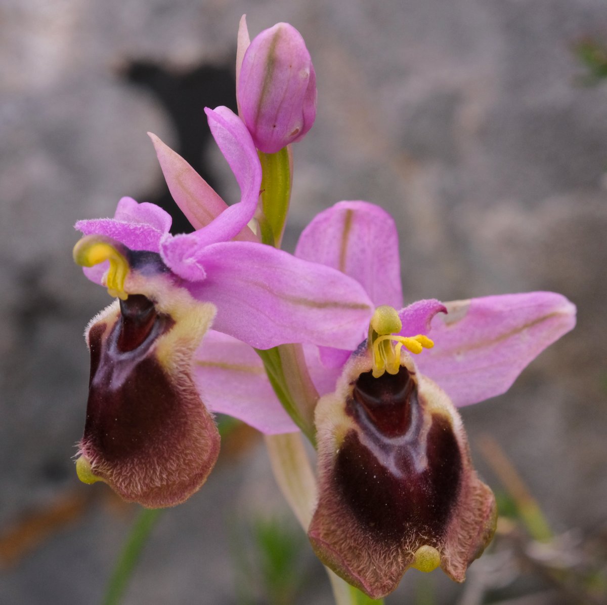 Ultime orchidee per quest''anno - Dalla Grecia con passione